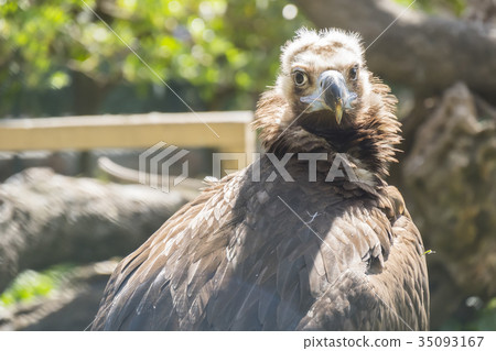 Black vulture resting quietly sunbathing 35093167