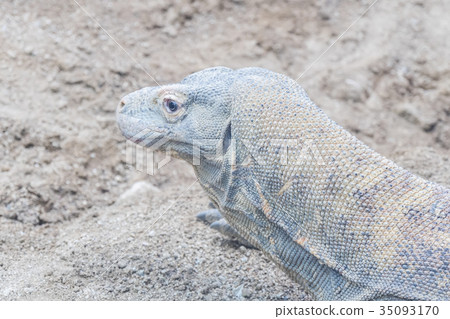 Komodo dragon resting on the sand Komodo dragon resting on the sand 35093170