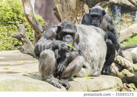 Group of entertaining chimpanzees Group of entertaining chimpanzees 35093173