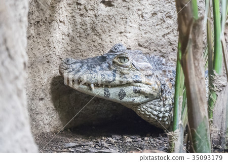 Caiman broad-snouted staying calm Caiman broad-snouted staying calm 35093179
