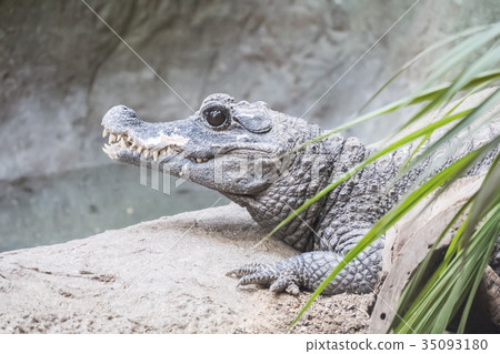 Dwarf Crocodile staying calm 35093180