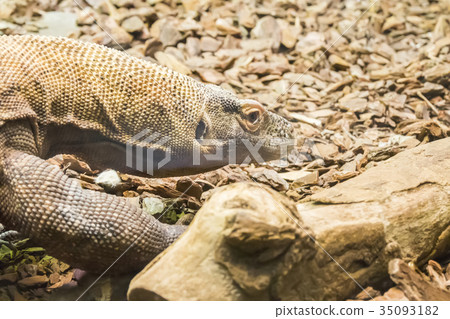 Komodo dragon looking closely something Komodo dragon looking closely something 35093182