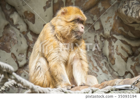 Barbary macaque staying calm and looking closely Barbary macaque staying calm and looking closely 35093194