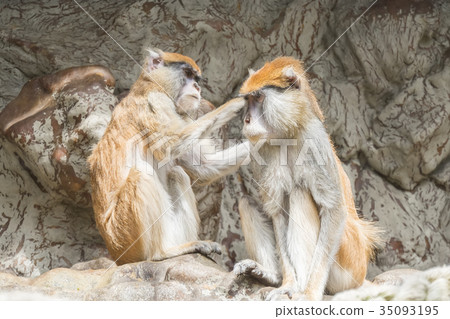 Two patas monkey, One grooming the other 35093195