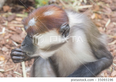 Mangabey eating things he finds on the floor 35093196