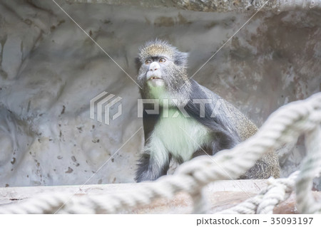 De Brazza's monkey watching something De Brazza's monkey watching something 35093197