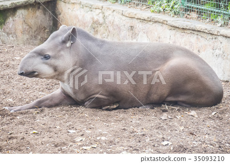 Brazillian tapir resting lying, Tapirus terrestris 35093210