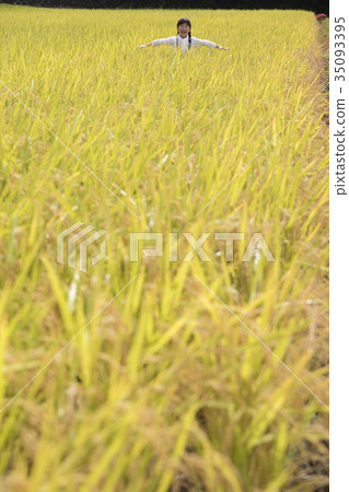 Rice harvesting agriculture experience children image 35093395