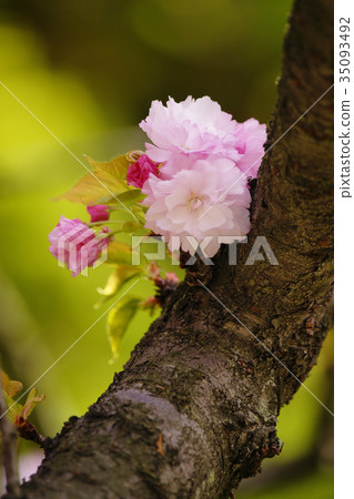 Double cherry blossoms Double cherry blossoms 35093492