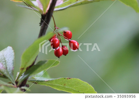 Seeds of snake novolaz Seeds of snake novolaz 35093956