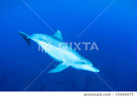 海豚 海豚 35094075
