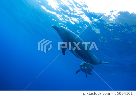 Dolphin 35094101