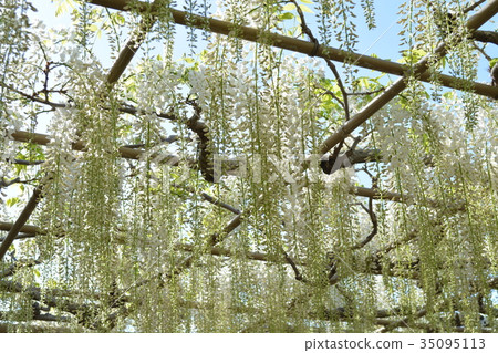 Ashaka Fuji Flower Park 35095113