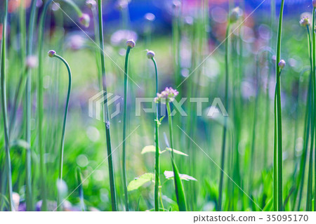 Spring or summer abstract nature background with Spring or summer abstract nature background with 35095170