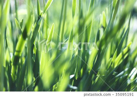 Fresh green grass closeup. Soft Focus. Nature Fresh green grass closeup. Soft Focus. Nature 35095191
