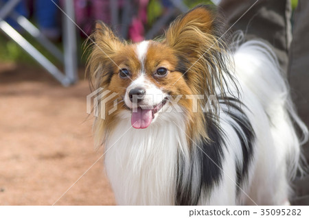 Continental toy spaniel Papillon Continental toy spaniel Papillon 35095282