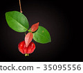 Malaysian star gooseberry isolated 35095556