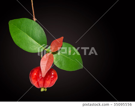 Malaysian star gooseberry isolated 35095556