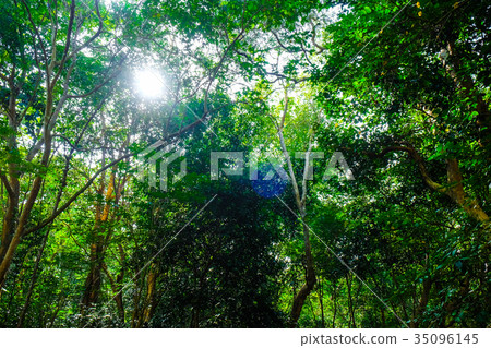 Green leaf tree garden with light 35096145