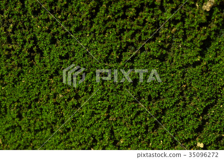 Ground path with moss 35096272