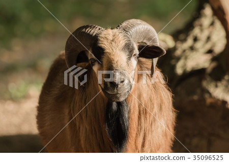 A goat looks into the camera A goat looks into the camera 35096525