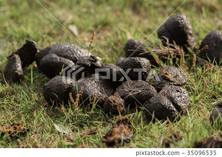 A heap of donkey dung on the meadow 35096535