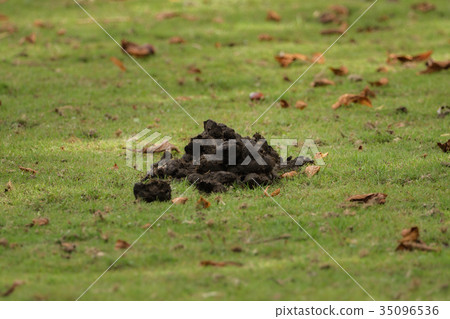 A heap of donkey dung on the meadow 35096536