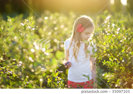 Cute little girl picking fresh berries on organic blueberry farm on warm and sunny summer day 35097103