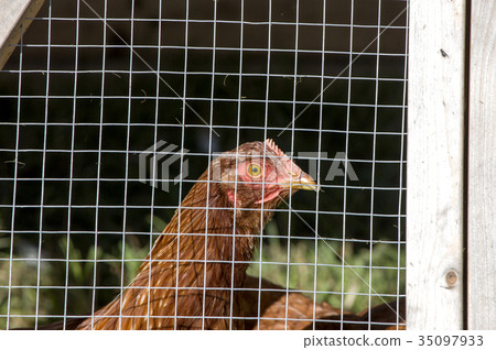 Caged Chickens rural farm Caged Chickens rural farm 35097933