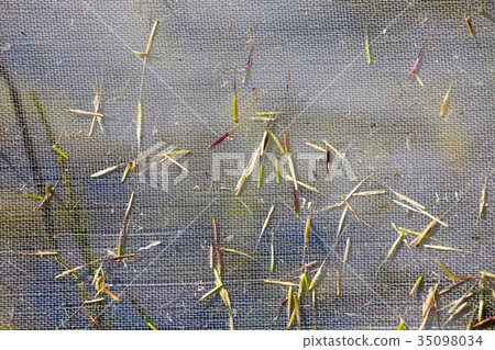 Wild Rice Harvest Saskatchewan Wild Rice Harvest Saskatchewan 35098034