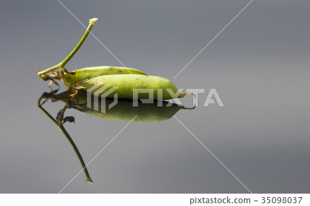 Pea Crop Harvest Pea Crop Harvest 35098037