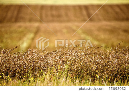 Prairie Scene Saskatchewan 35098082
