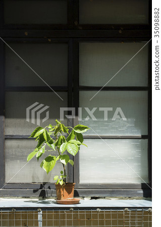 窗台,窗邊,窗,窗戶,植物,盆栽,小樹,樹,種植,戶外,室外,直幅,直 35098882