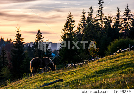 horse grazing on hillside in forest at sunset horse grazing on hillside in forest at sunset 35099279