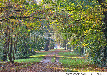 Beautiful beech canopy road 35099473