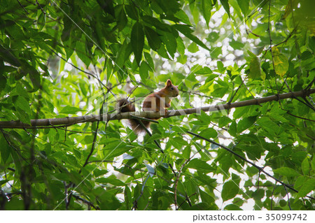 Photo of small red squirrel sitting on the branch 35099742