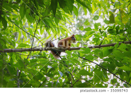 Photo of small squirrel sitting on the branch Photo of small squirrel sitting on the branch 35099743