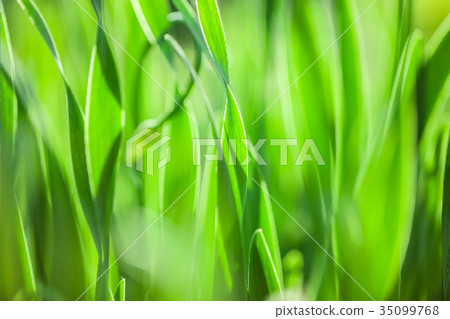 Grass. Vector illustration. 35099768