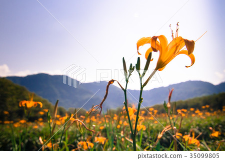 金針花季 金針花田 金針花園 金針花 金針花季 金針花田 金針花園 金針花 35099805