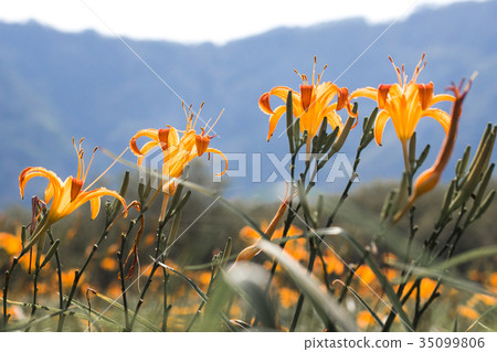 Golden Needle Flower Golden Needle Flower Golden Needle Garden Golden Needle Flower Golden Needle Flower Golden Needle Flower Golden Needle Garden Golden Needle Flower 35099806