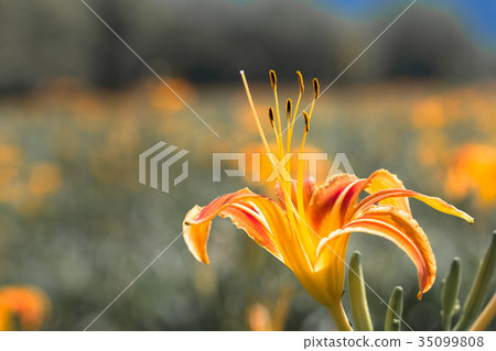 金針花季 金針花田 金針花園 金針花 35099808