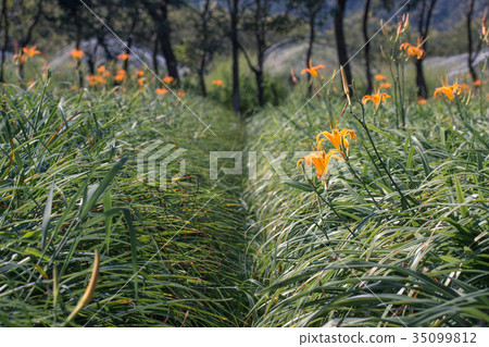 金針花季 金針花田 金針花園 金針花 金針花季 金針花田 金針花園 金針花 35099812