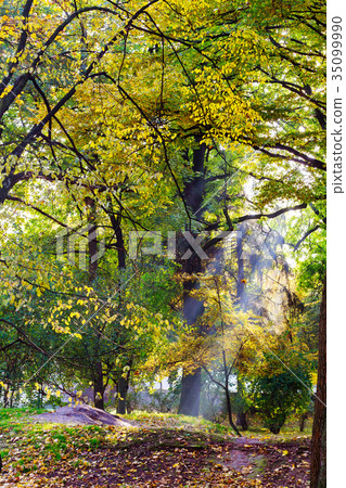 Sunlight in the green forest, spring time Sunlight in the green forest, spring time 35099990