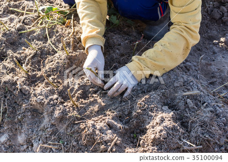 How to Plant and Grow Sweet Potatoes.  35100094