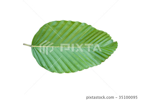 Dipterocarpus tuberculatus Roxb leaf isolated 35100095