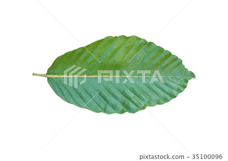 Dipterocarpus tuberculatus Roxb leaf isolated 35100096