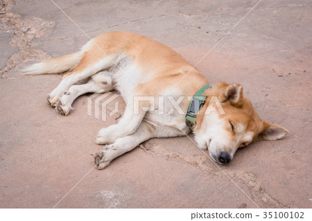 sleeping dog on cement floor sleeping dog on cement floor 35100102