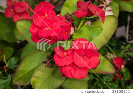The Crown of thorns, Christ Thorn.Desert Rose The Crown of thorns, Christ Thorn.Desert Rose 35100103