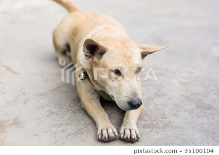 sleeping dog on cement floor sleeping dog on cement floor 35100104
