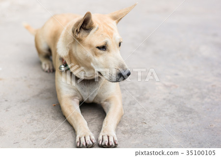 sleeping dog on cement floor sleeping dog on cement floor 35100105